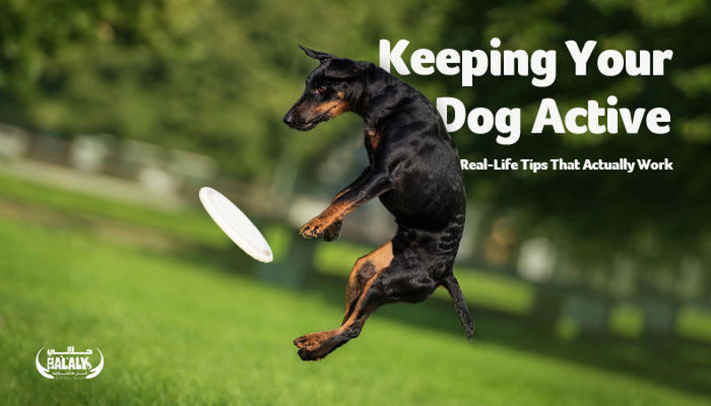 Keeping Your Dog Active: Real-Life Tips That Actually Work